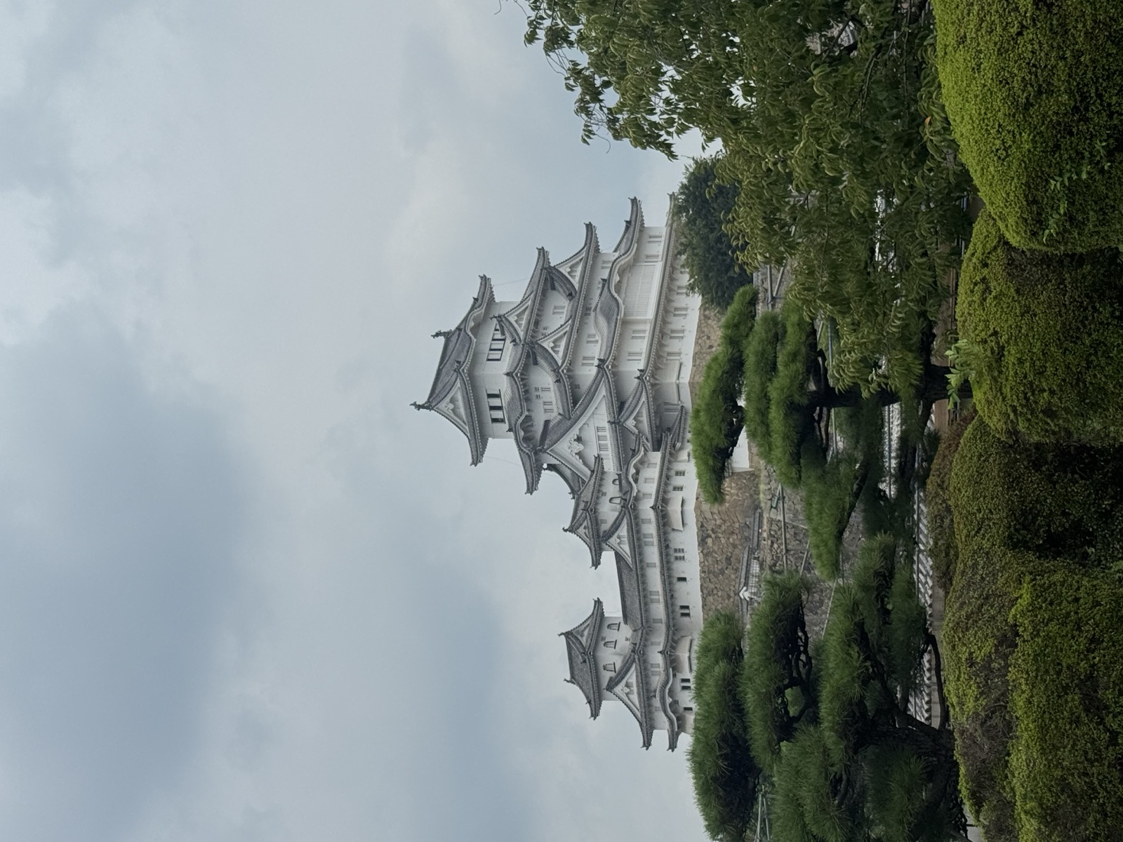 Himeji Castle framed by pine trees.