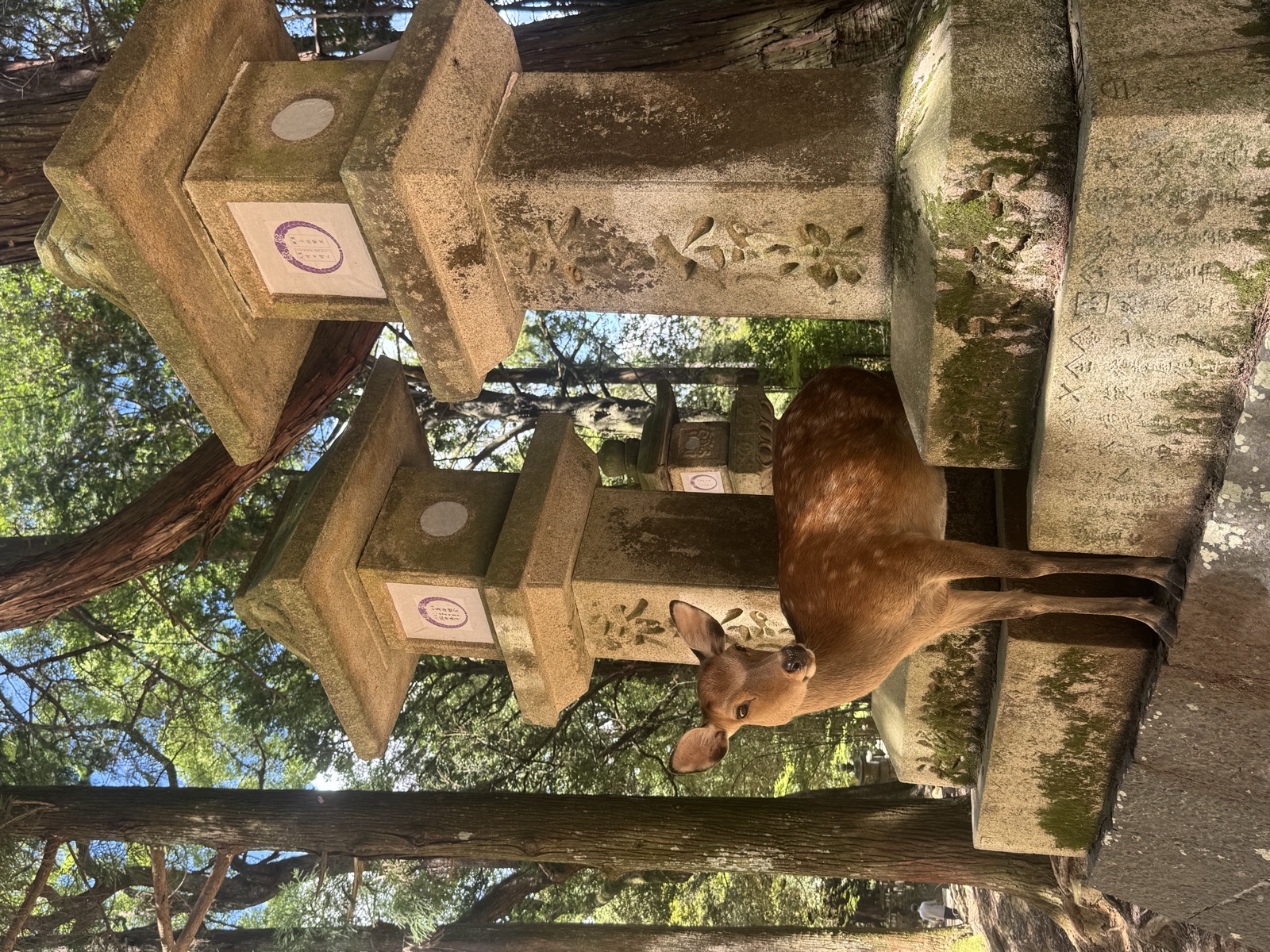 A deer beside the stone lanterns in Nara Park.